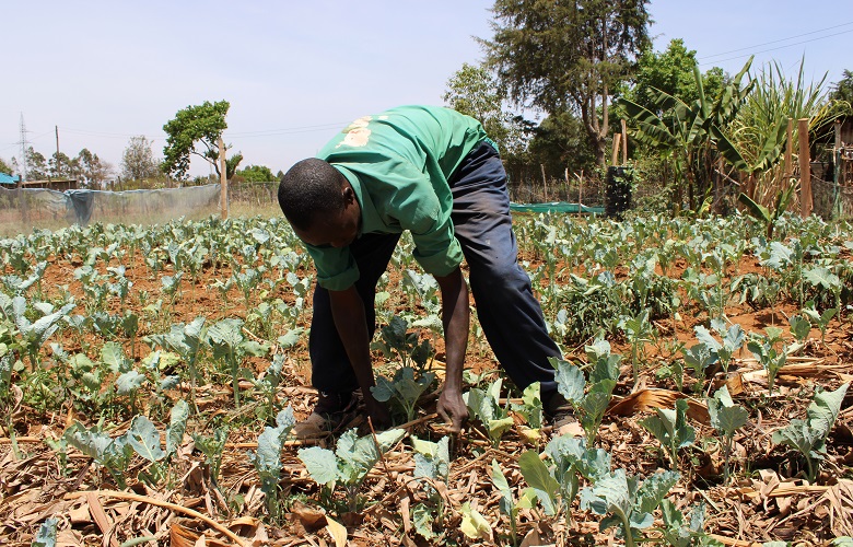 Moses Bett in in his kitchen garden mulching the kales to help maintain soil moisture during the current dry spell