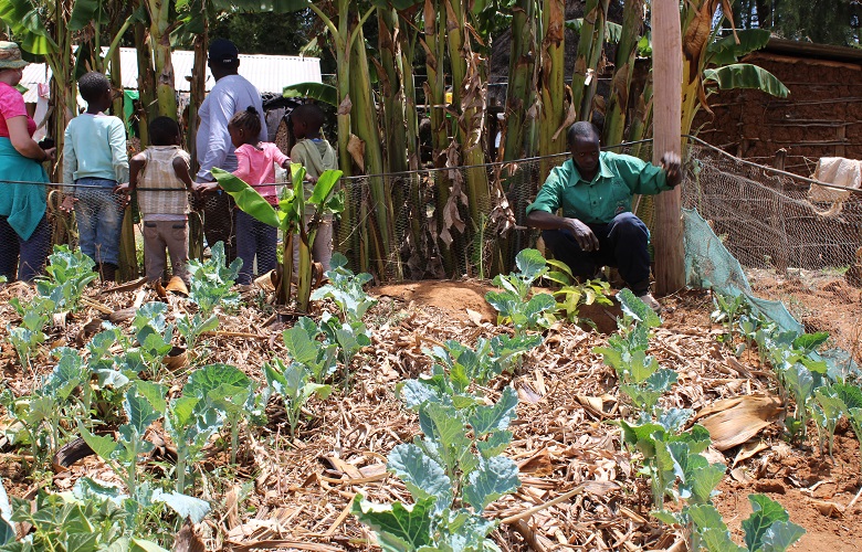 Moses Bett in in his kitchen garden mulching the kales to help maintain soil moisture during the current dry spell