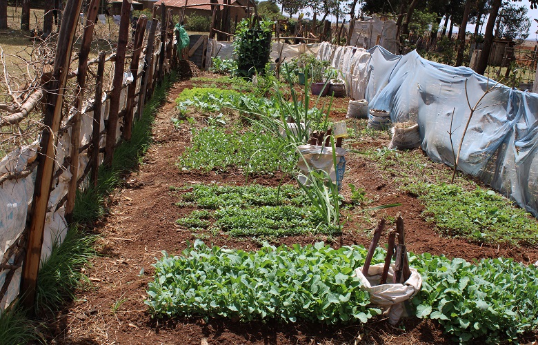 Moses Bett in in his kitchen garden mulching the kales to help maintain soil moisture during the current dry spell
